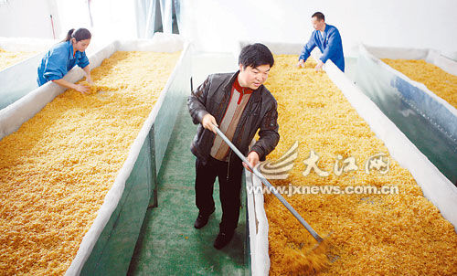 危冬发(中)在指导工人生产明胶